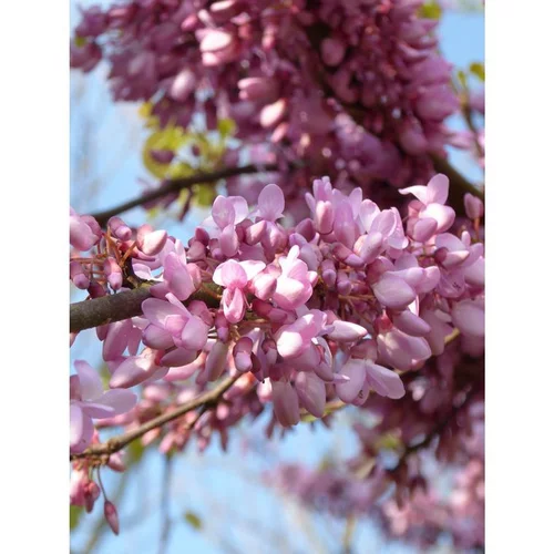 Espace vert malin:Cercis Siliquastrum ou Arbre de Judée rose 100/125 cm en pot de 20 L