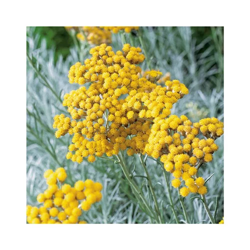 Pour votre espace vert:Helichrysum Italicum - Le pot de 3 litres