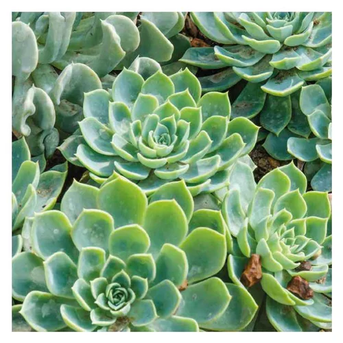 Pour mieux aménager votre jardin:Echeveria rose orange - Le pot de 9 x 9 cm