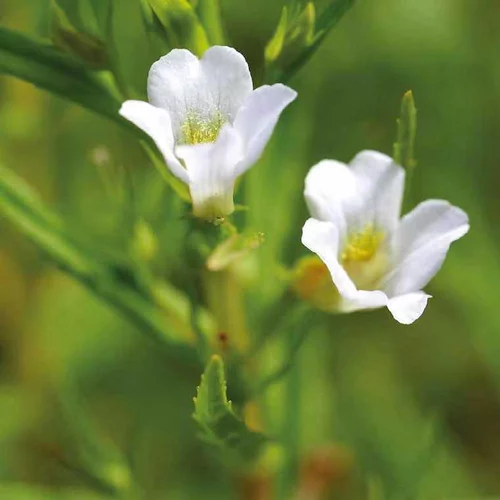 Au quotidien:Gratiole officinale godet 9x9 cm