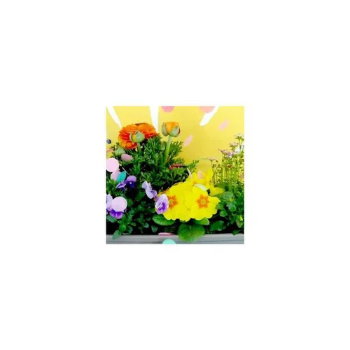 Idéal au jardin:Thème Printemps Pétillant Viola Cornuta - La jardinière de 40 cm