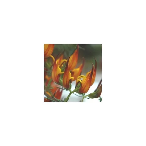 Un indispensable au jardin：Lotus - Le pot de 1 litre