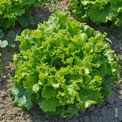 Pour un jardin accueillant：Laitue Batavia Verte Bio. La barquette de 12 plants