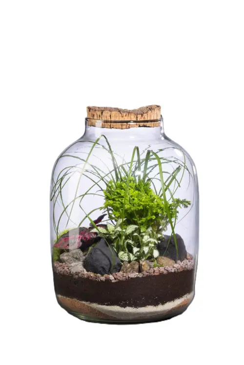 Pour donner du style au jardin：Terrarium autonome Mensa L botanic® - Ø 12,5-24 x 34 cm