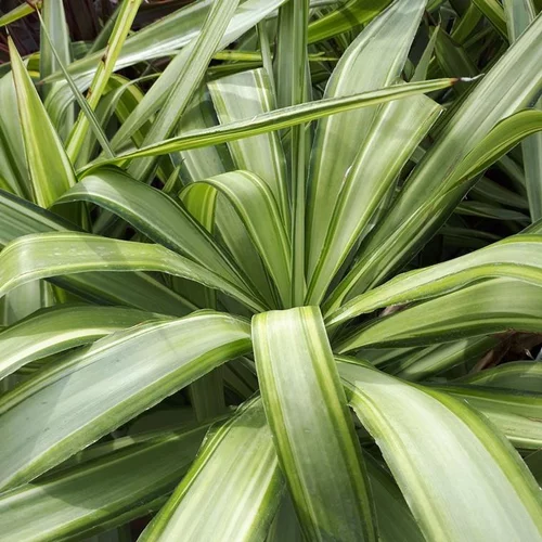 Idée utile：Yucca Jewel Tige en pot de 50 L