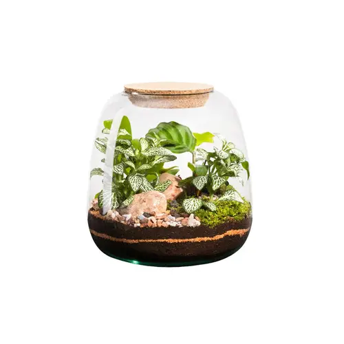 Jardin actuel:Terrarium autonome botanic® Moly Mix - Taille M Ø 19 cm H 20 cm