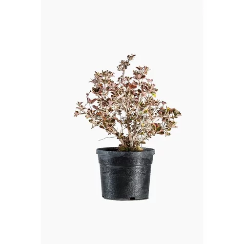 Une sélection pensée pour le jardin：Coprosma Repens Painter Palette en pot de 4 L multicolore