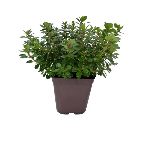 Le petit plus du jardin:Escallonia Red Dream rouge en pot de 5 L
