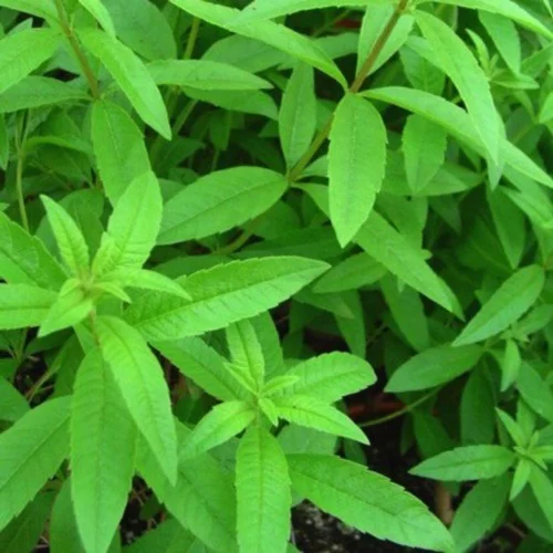 Pour tous vos besoins jardin:Boisson D'Été Verveine Citronnelle Bio. Le pot de 1 litre