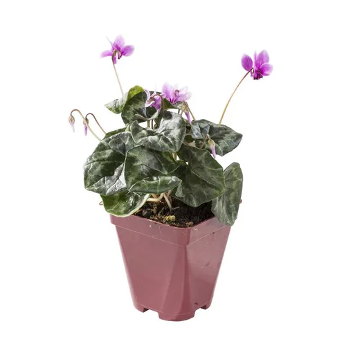 Conçu pour le jardin:Cyclamen Vivace - Le pot de 10,5 cm