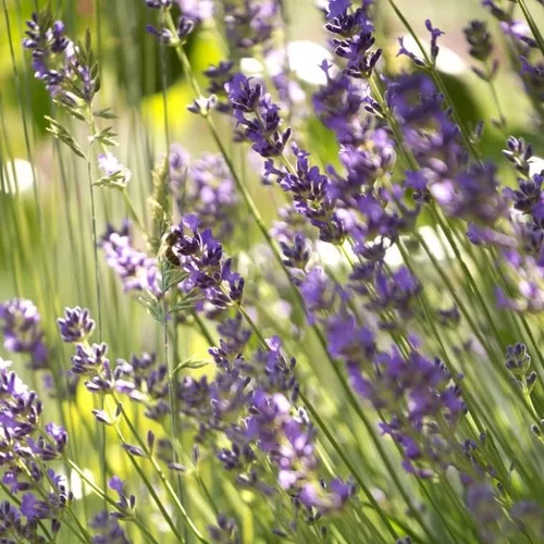 Jardin à organiser:Lavande. Le pot de 30 cm
