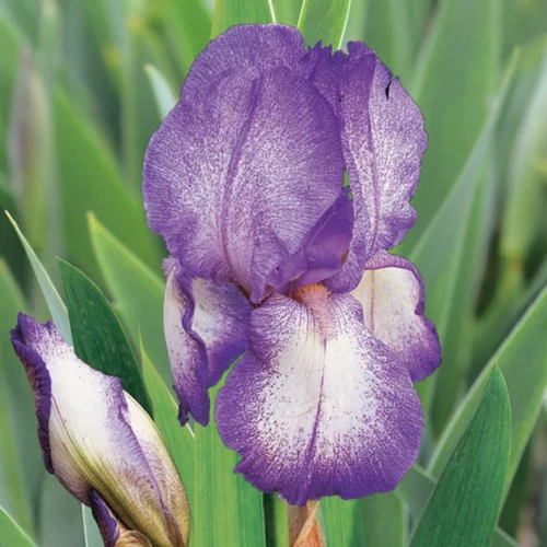 Pour un jardin à votre image：Iris des jardins Blue Shimmer - Le pot de 1 litre
