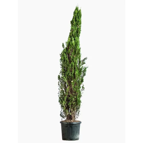 Jardin & nature:Cupressus Sempervirens Pyramidalis (Cyprès de Provence) 125/150 en pot de 12 L vert