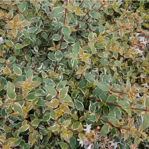 Pour simplifier vos extérieurs:Abelia Grandiflora Steredenn. Le pot de 8 litres