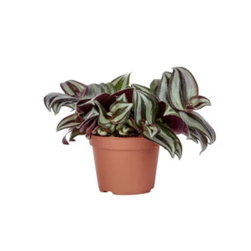 Jardin en extérieur：Tradescantia mix en pot Ø 6 cm