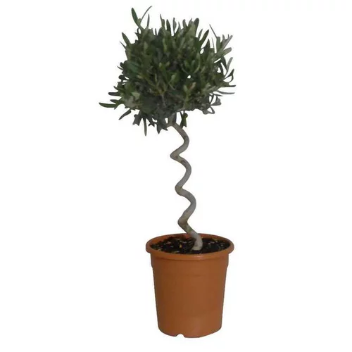 Choix pour le jardin：Olea Europaea ou Olivier Spirale 70/80 cm en pot de 6 L