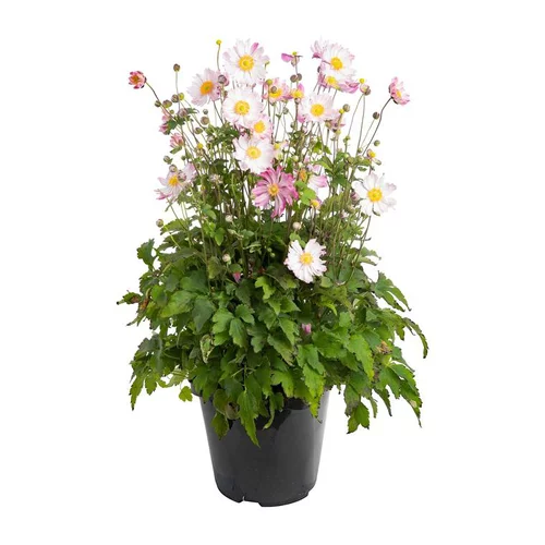Bien pour le jardin：Anémone du Japon - Le pot de 2,5 litres