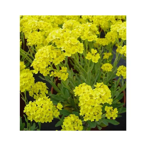 Jardin simple：Alysse corbeille d'or - La barquette de 6 plants