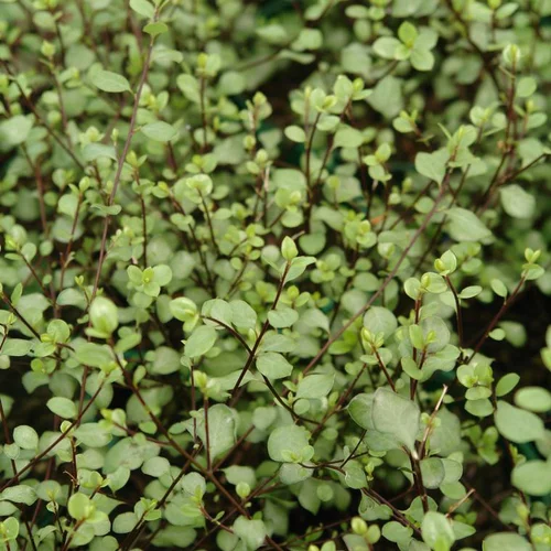 Pour vos espaces verts:Pittosporum Tenuifolium Green Elf. Le pot de 25 litres