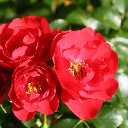 Nature extérieur:Rosier Kadora rouge – Pot bleu de 5L