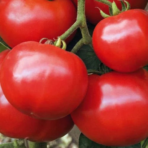 Jardin à organiser:Plant Greffe Tomate Ronde Estiva Bio. Le pot de 1 litre