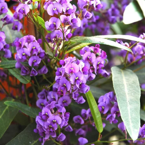 Jardin qualité：Hardenbergia Violacea Tippi - Le pot de 5 litres