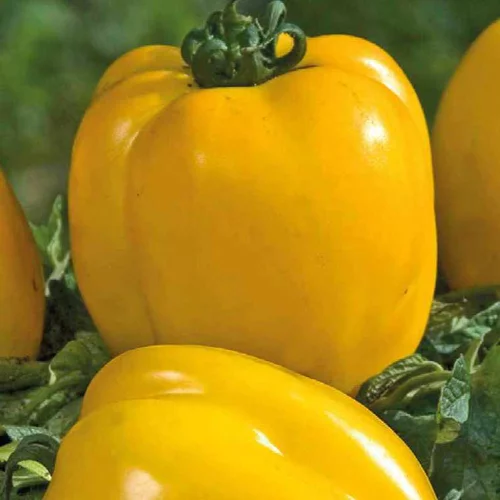 Sélection malin:Tomate Allongée Poivron Jaune bio. Le pot de 9 x 9 cm