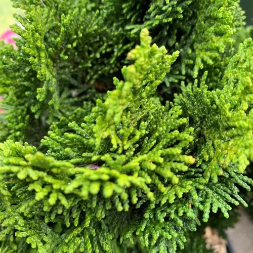 Côté jardin：Faux cyprès du Japon 25/30. Le pot 6 litres