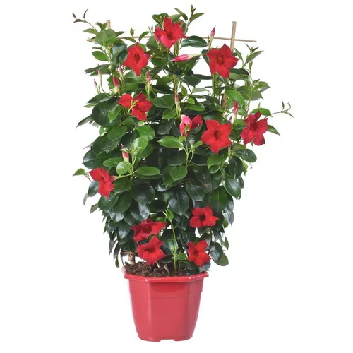 Simple au jardin：Dipladénia Sundaville Grand - Le pot de 13 litres
