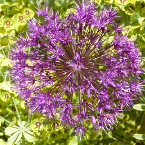 À avoir pour l’extérieur：Allium. Le pot de 3 litres