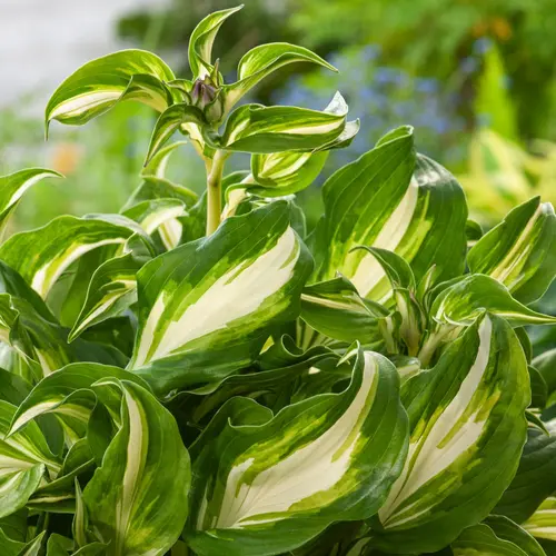 Jardin choix：Hosta Undulata Mediovariegata vert botanic®. Le pot de 2 litres