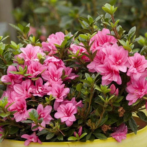Extérieur essentiel：Azalée Encore Empress rose. Le pot de 4 litres