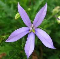 Pour votre jardin：Laurentia dit Isotoma - Le pot de 1 litre