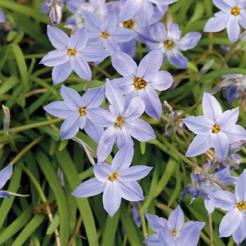 Extérieur pratique:Ipheion Uniflorum - Le pot de 9 x 9 cm