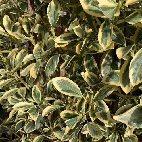 Pour vos envies de jardin：Fusain du Japon (Euonymus Japonicus) Bravo 40/50. Le pot de 3 litres