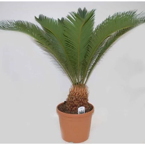 Jardin utile:Cycas Revoluta. Le pot couleur de 3 litres