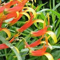Maison & jardin:Lobélia laxiflora - Le pot de 10.5 cm
