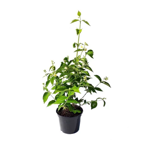 Jardin à aménager：Seringat (Jasmin des poètes) blanc. Le pot de 3 litres