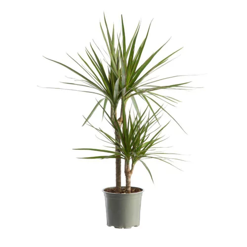 Bien pour le jardin：Dracaena marginata vert avec 2 tiges en pot - 60 à 70cm de hauteur