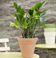 Pour tous vos besoins jardin:Zamioculcas pot Ø24 cm