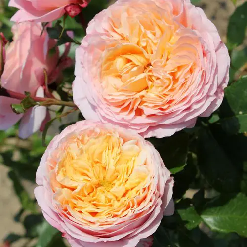 Bien pensé jardin:Rosier Domaine de Chantilly® Delagak