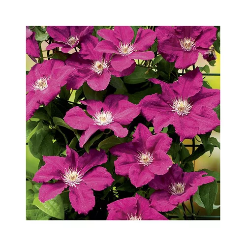 Facile au jardin:CLEMATITE ERNEST MARKHAM. Le pot de 3 litres
