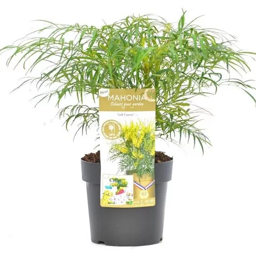 Pour un extérieur bien équipé：Mahonia Eurybracteata Soft Caress. Le pot de 3 litres