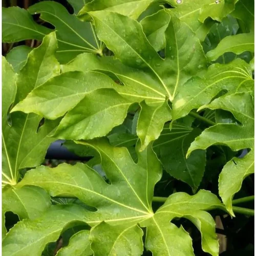 Pour un extérieur agréable:Fatsia Japonica Type (Aralia du Japon) en pot de 4 L vert