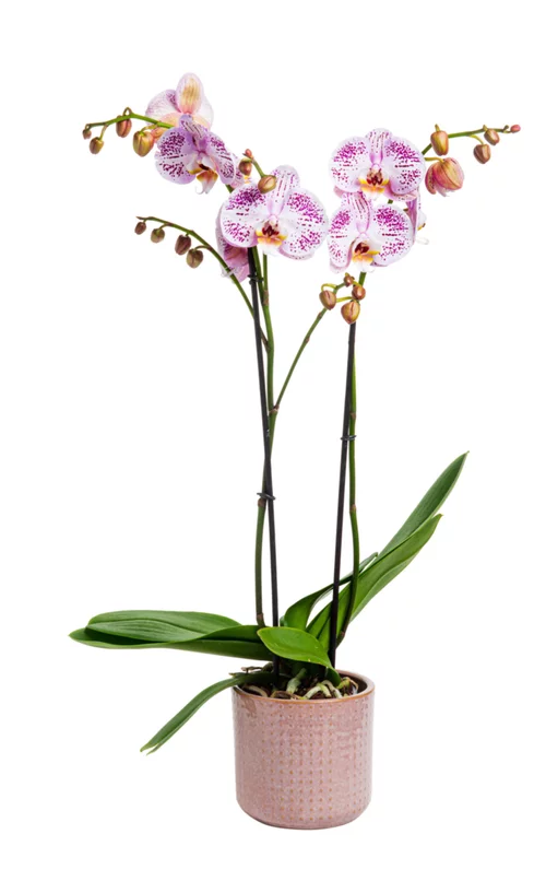 Maison & jardin:Phalaenopsis 2 branches avec son cache-pot en céramique Ø 12 cm
