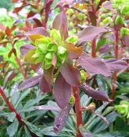 Accessoire jardin：Euphorbe vivace pourpre coloris rouge. Le pot de 10,5 cm
