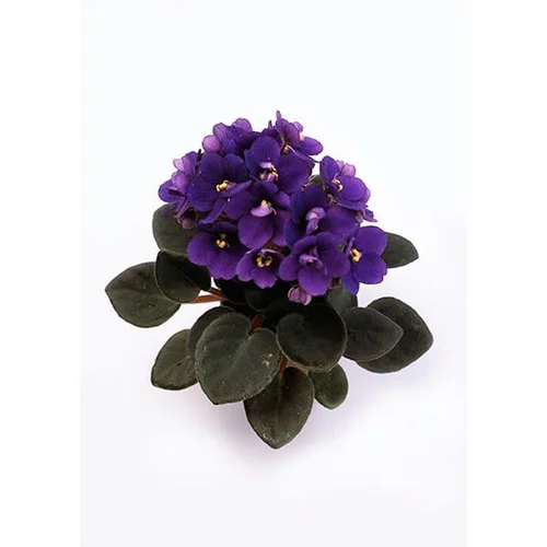 Loisirs extérieur：Saintpaulia pot Ø6 cm