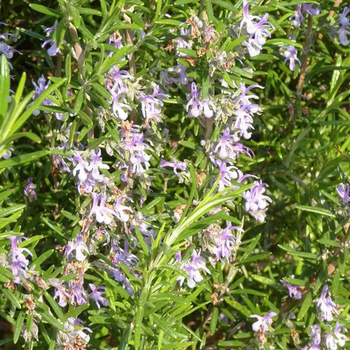 Pour équiper vos extérieurs:Romarin Rampant tige en pot de 5 L bleu