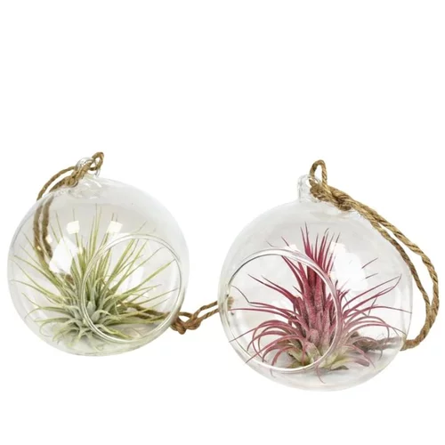 Au service de vos extérieurs：Tillandsia vert en verrerie à suspendre 10 cm