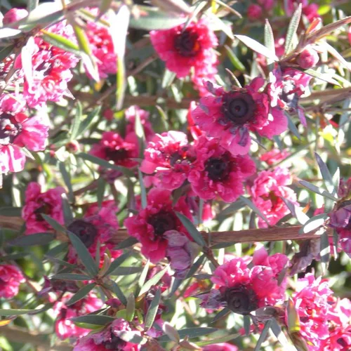 Au service de vos extérieurs:Chamelaucium (Wax Flower) Tige - Le pot de 20 cm